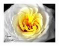 © Bloemen en planten 7 